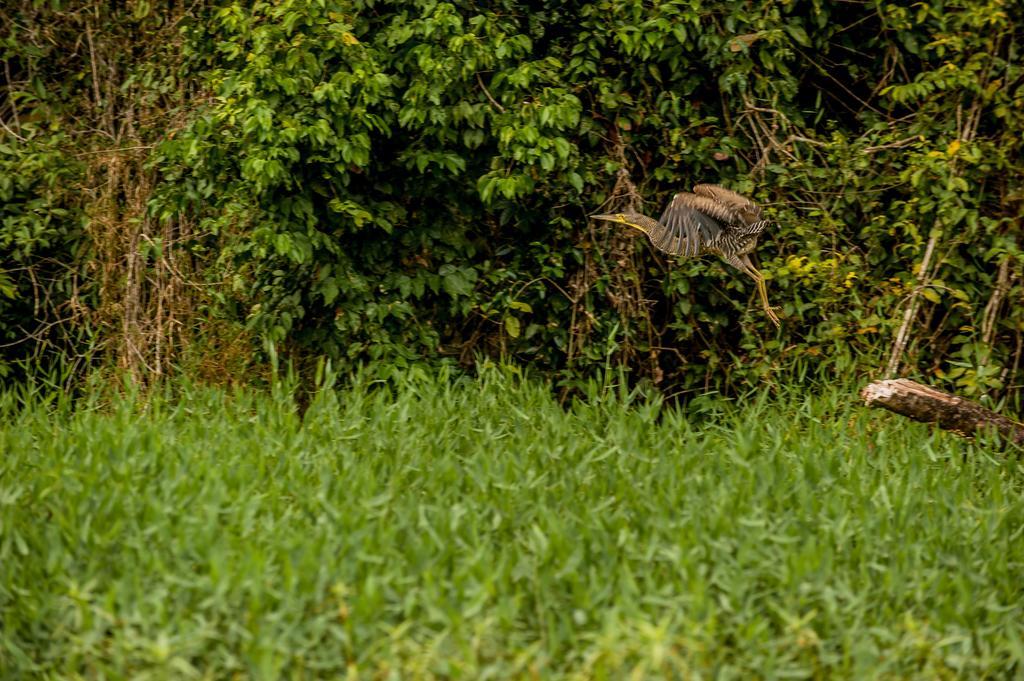 El Icaco Tortuguero