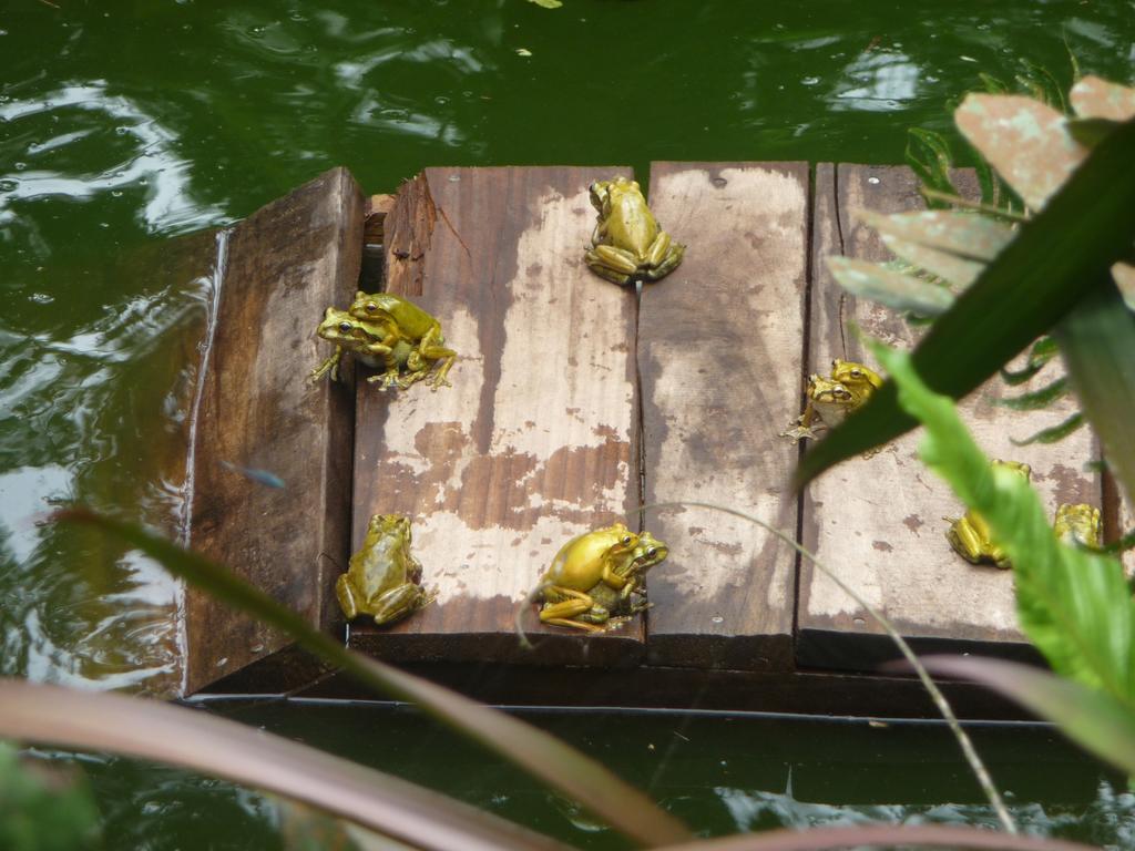 Topos Tree House Holiday home Cahuita
