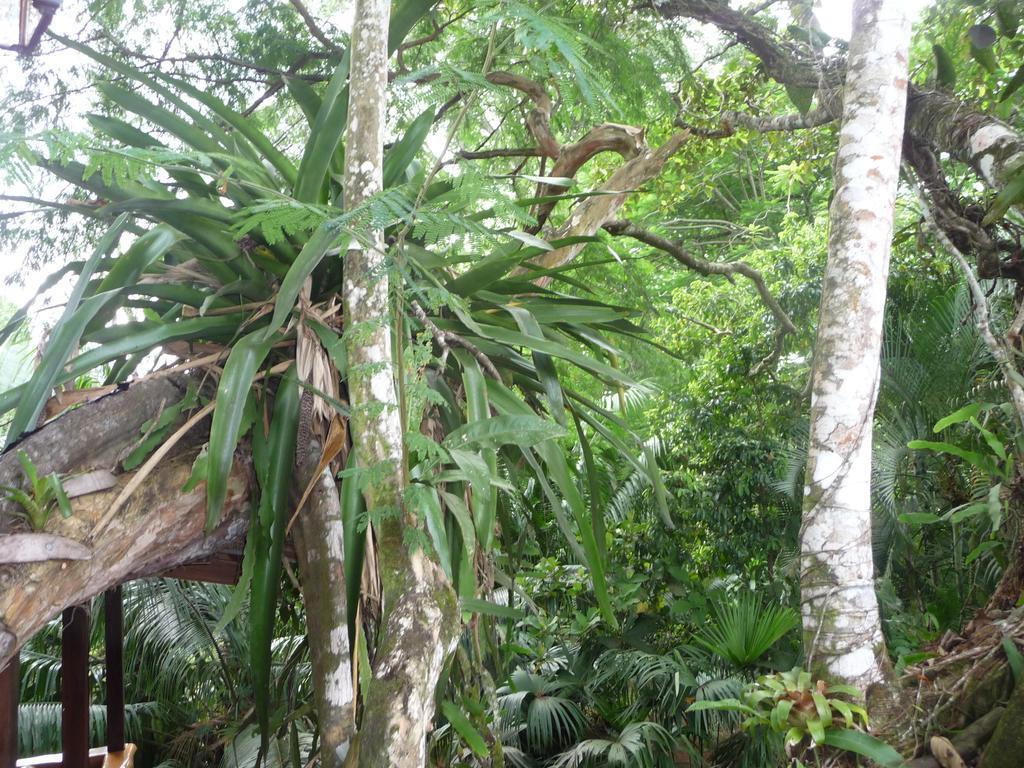 Topos Tree House *