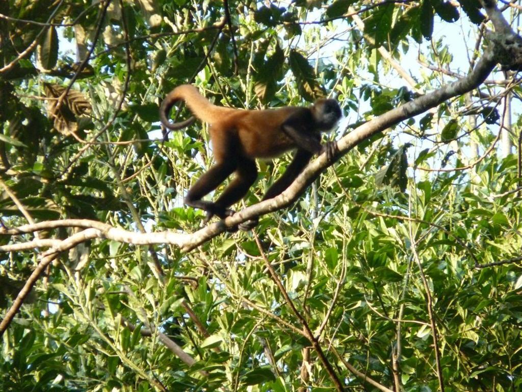 Pachamama Jungle River - Punta Uva