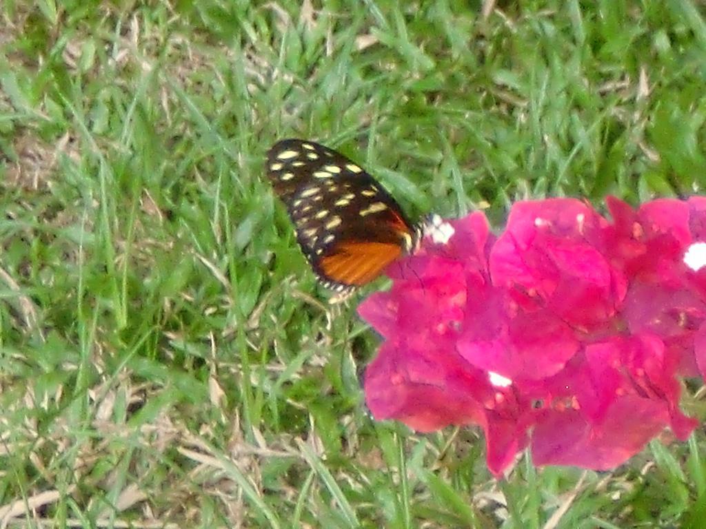 Nahua 3*