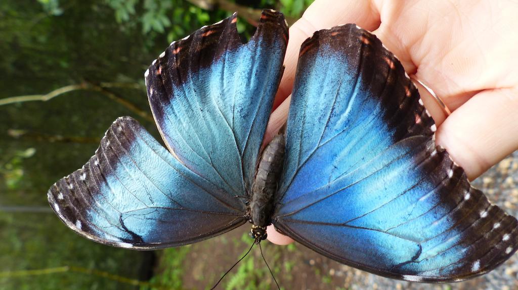 Bed & Breakfast El Mariposario Gardens