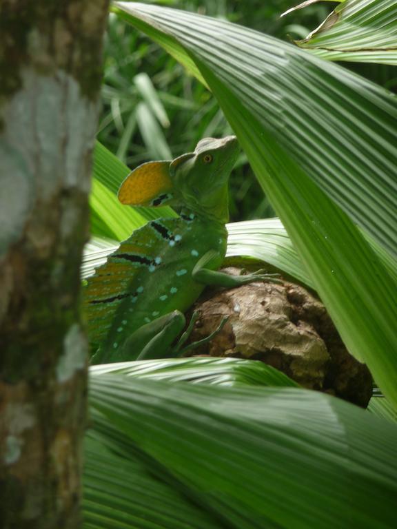 Holiday home Topos Tree House Cahuita