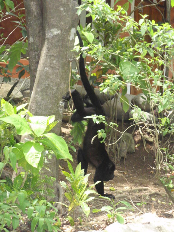 Hotel Pachamama Tropical Garden 2*