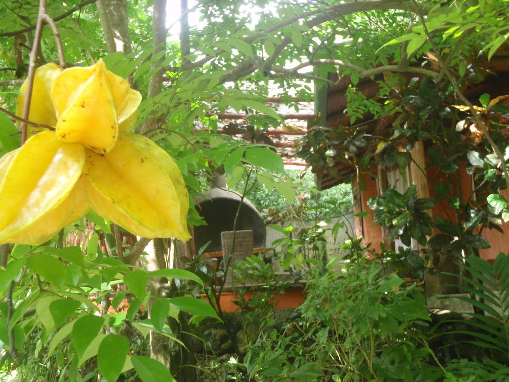 Pachamama Tropical Garden Malpais