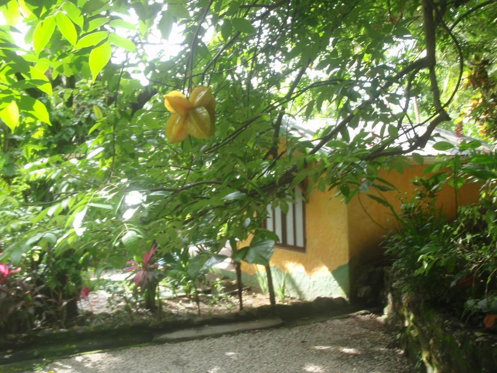 Hotel Pachamama Tropical Garden Malpais