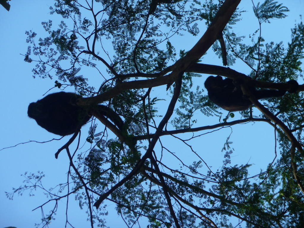 Topos Tree House