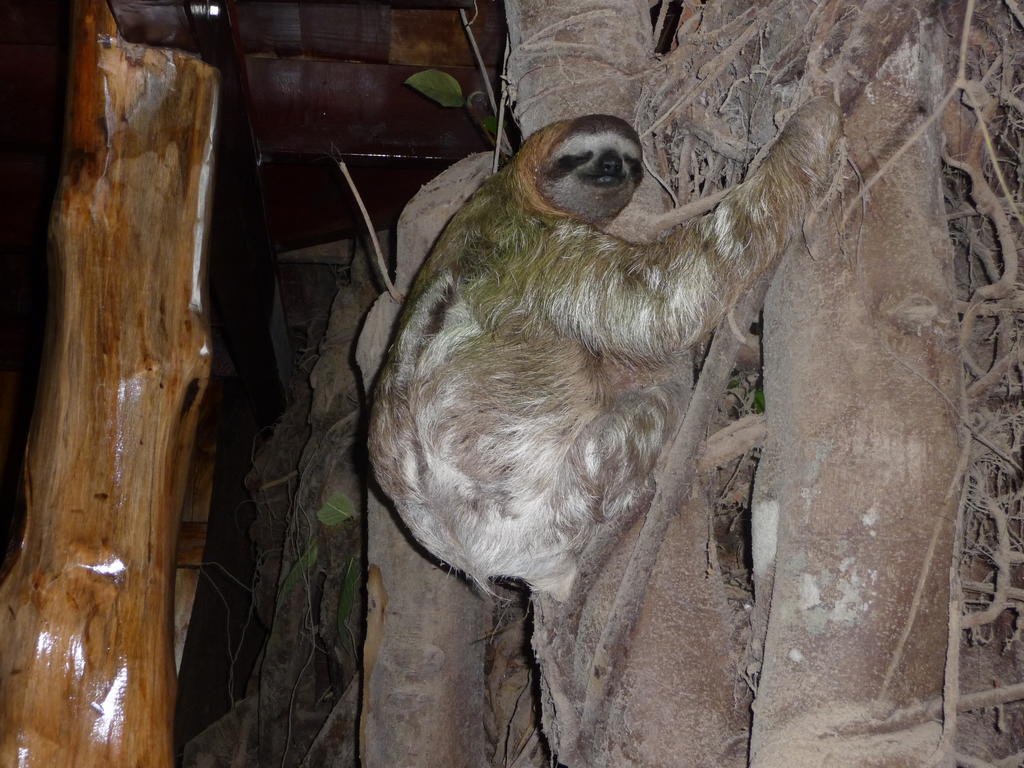 Topos Tree House