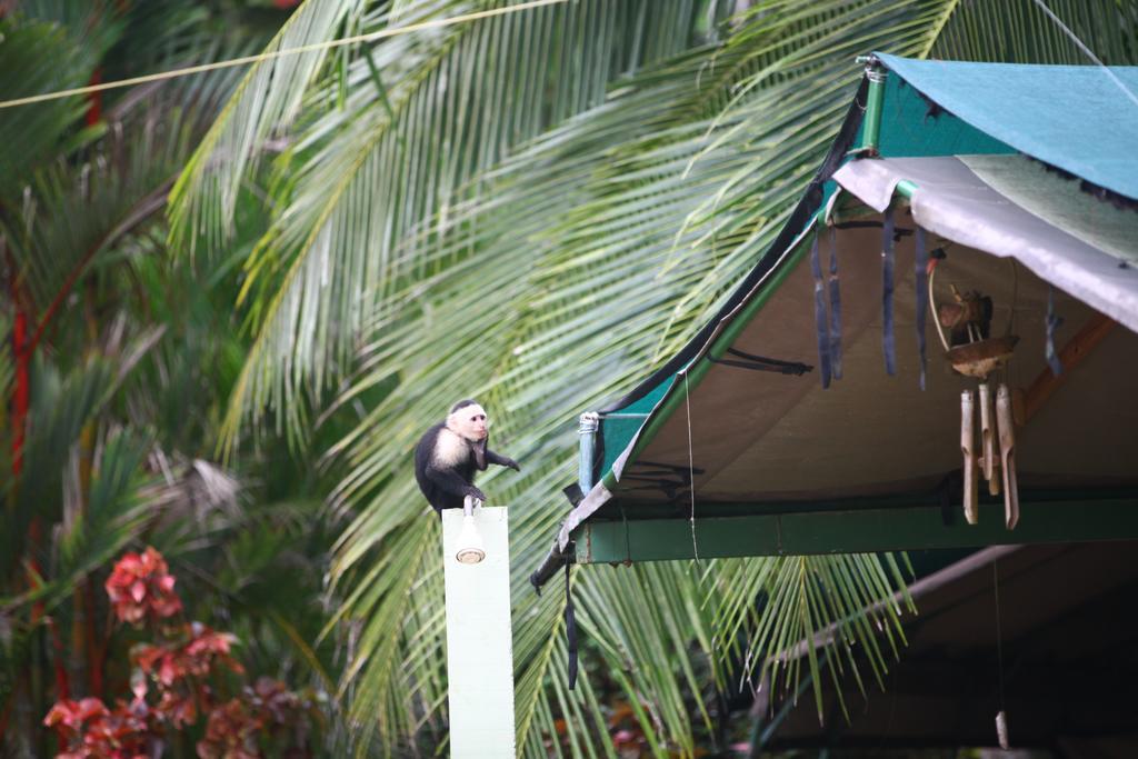 Bed & Breakfast Rafiki Camp *