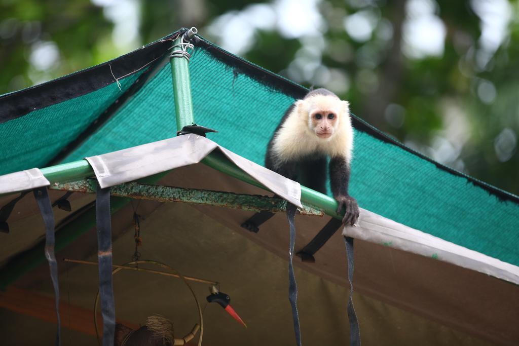 Rafiki Camp Matapalo (Puntarenas)