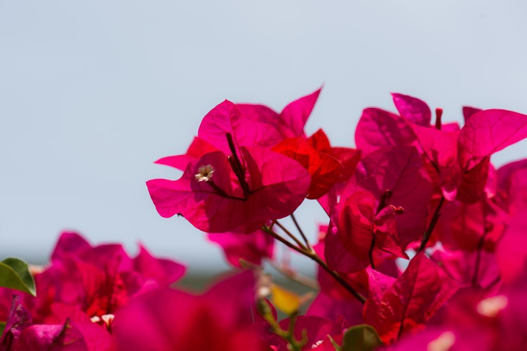 Bougainvillea San Jose Santo Domingo De Heredia