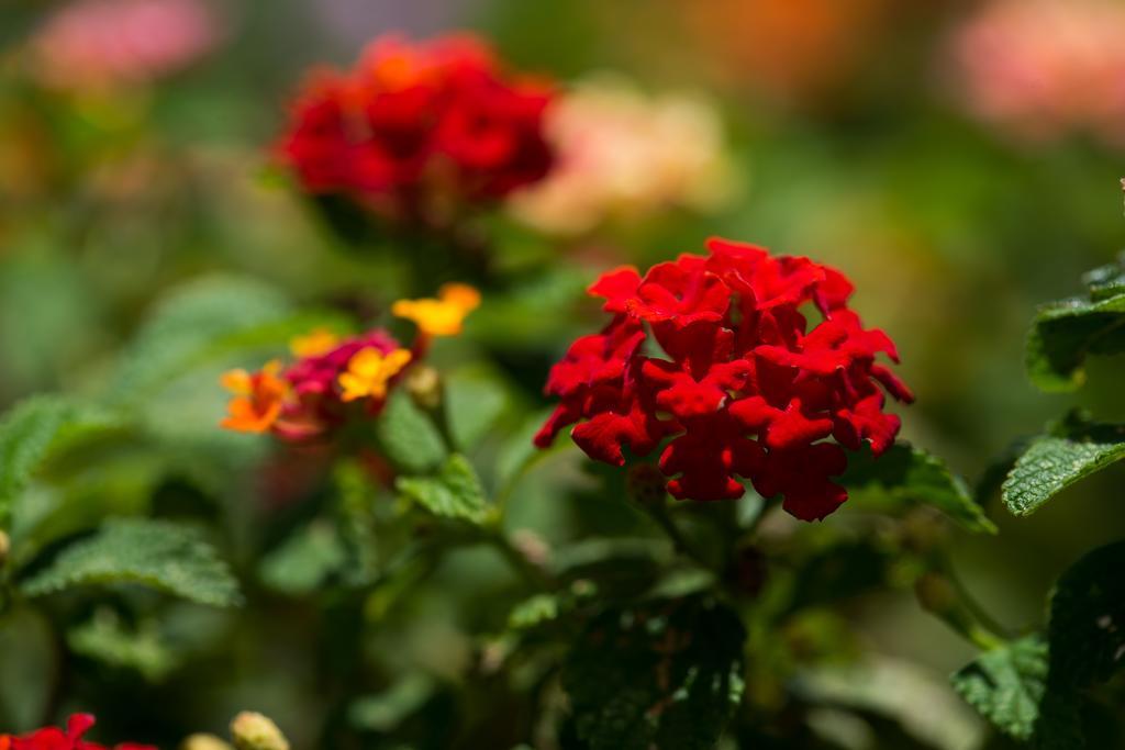 Bougainvillea San Jose