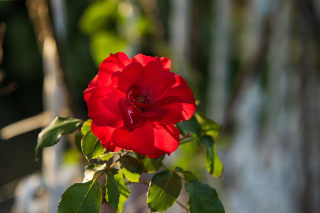 Bougainvillea San Jose Santo Domingo De Heredia