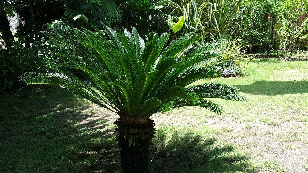 Beso Del Viento (adults Only) Parrita
