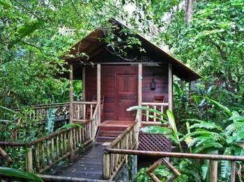Evergreen Tortuguero
