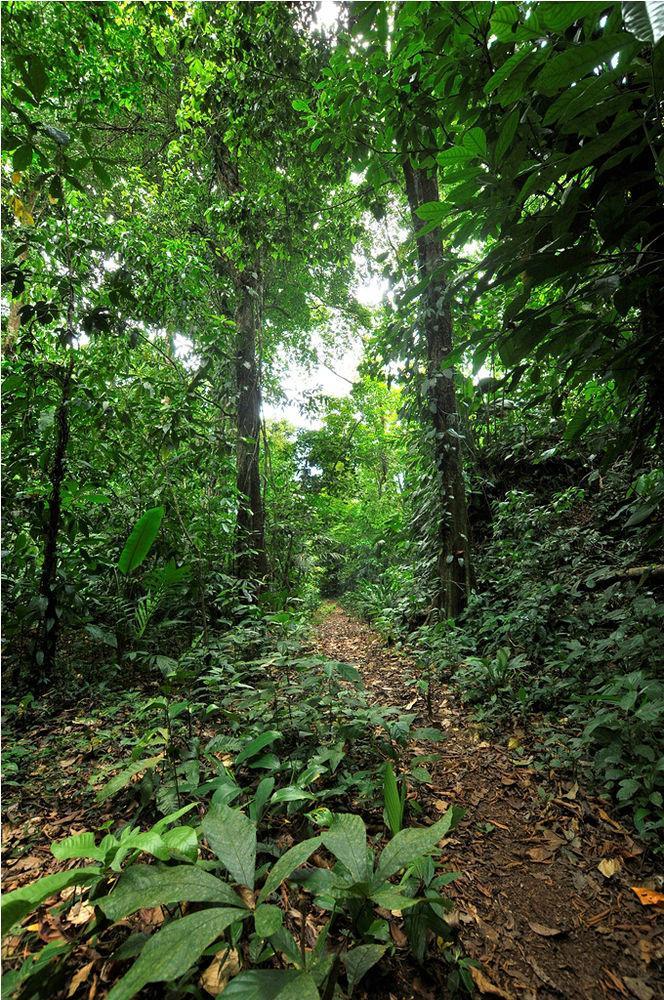 Lodge Evergreen Tortuguero