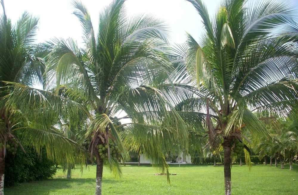 La Arena Hotel Liberia
