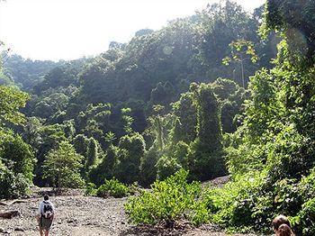 Playa Nicuesa Rainforest Eco Sanctuary *
