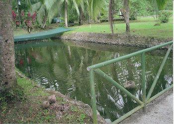 Lodge Pizote *