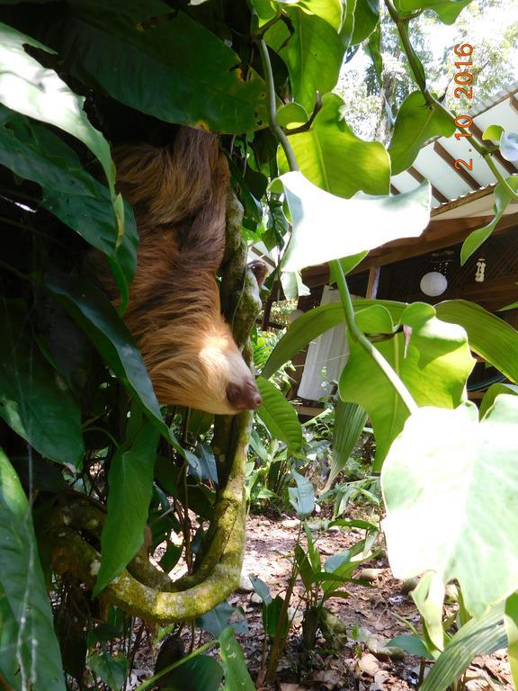 Apartment Casa Lina Sloth View Exotic With Privat Kitchen Puerto Viejo de Talamanca
