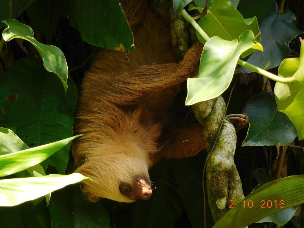 Casa Lina Sloth View Exotic With Privat Kitchen * Puerto Viejo de Talamanca