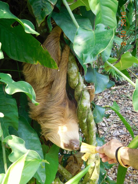 Casa Lina Sloth View Exotic With Privat Kitchen Apartment