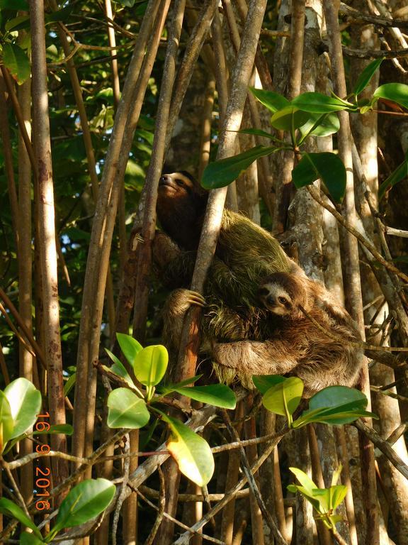 Casa Lina Sloth View Exotic With Privat Kitchen Puerto Viejo de Talamanca