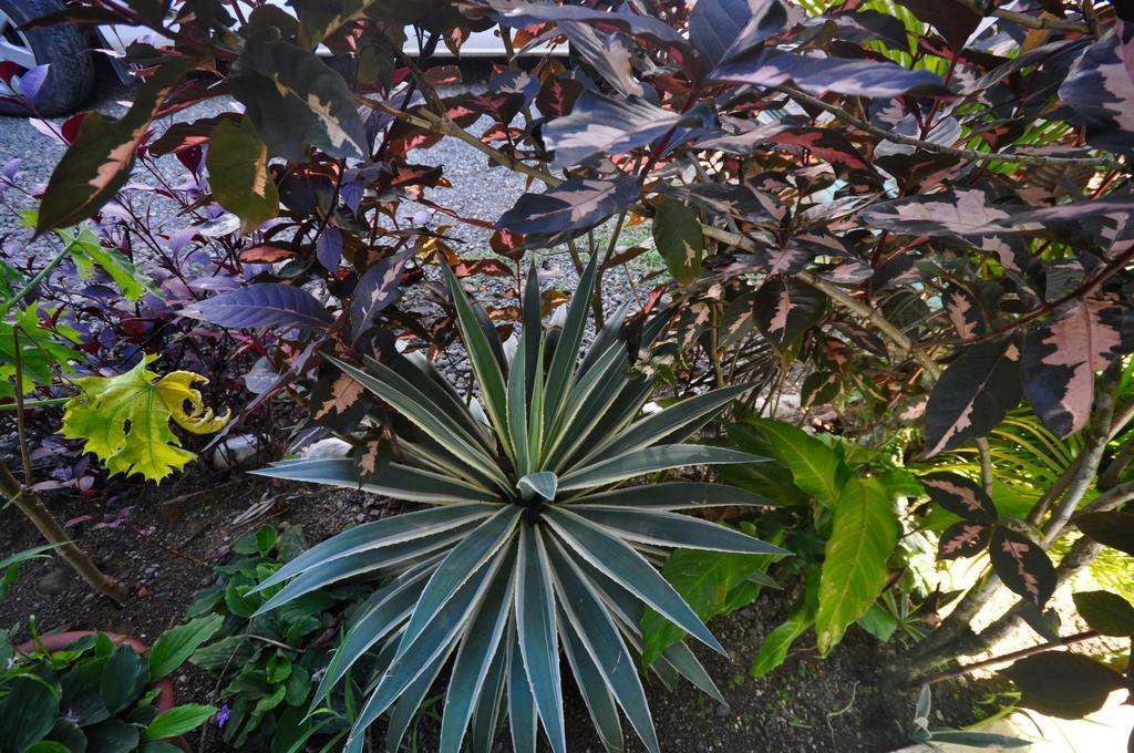 Big Bamboo De 2* Uvita