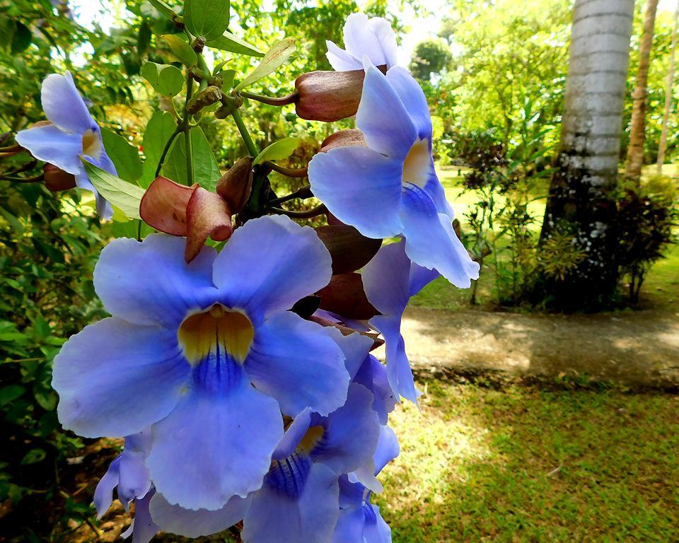 Holiday home Corner Cahuita