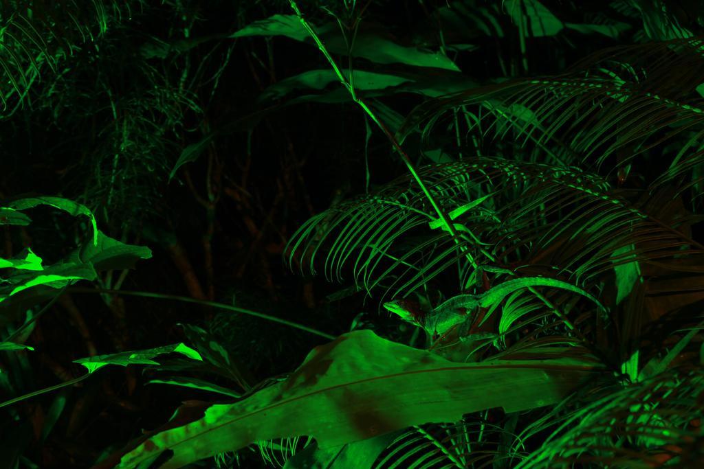 Aguila De Osa Rainforest Hotel 3*