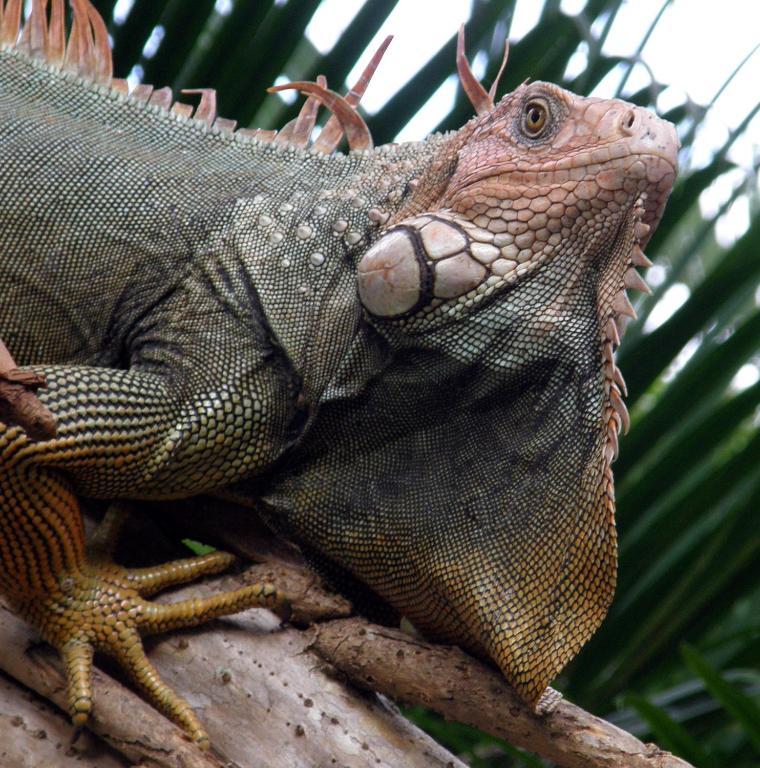 Hotel Flying Crocodile