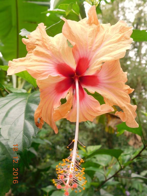 Casa Lina Sloth View Exotic With Privat Kitchen Apartment