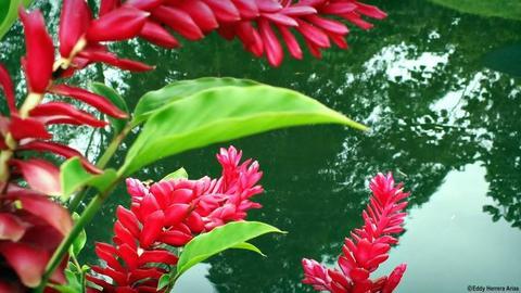 Colores Del Arenal 2*