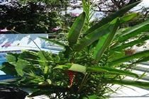 Mandarina Hotel Manuel Antonio