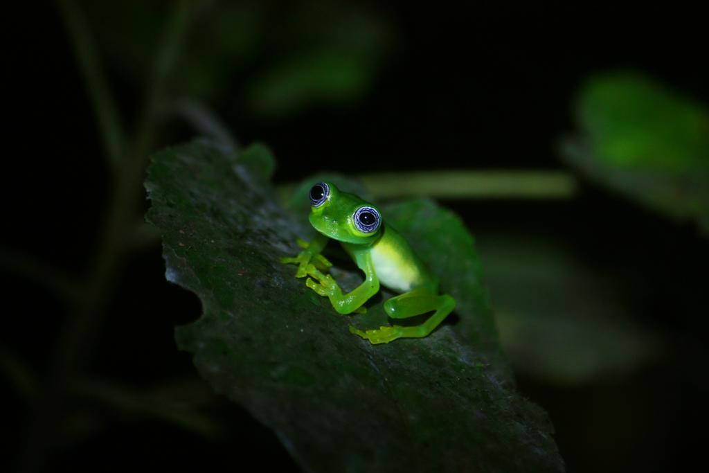 La Tigra Rainforest