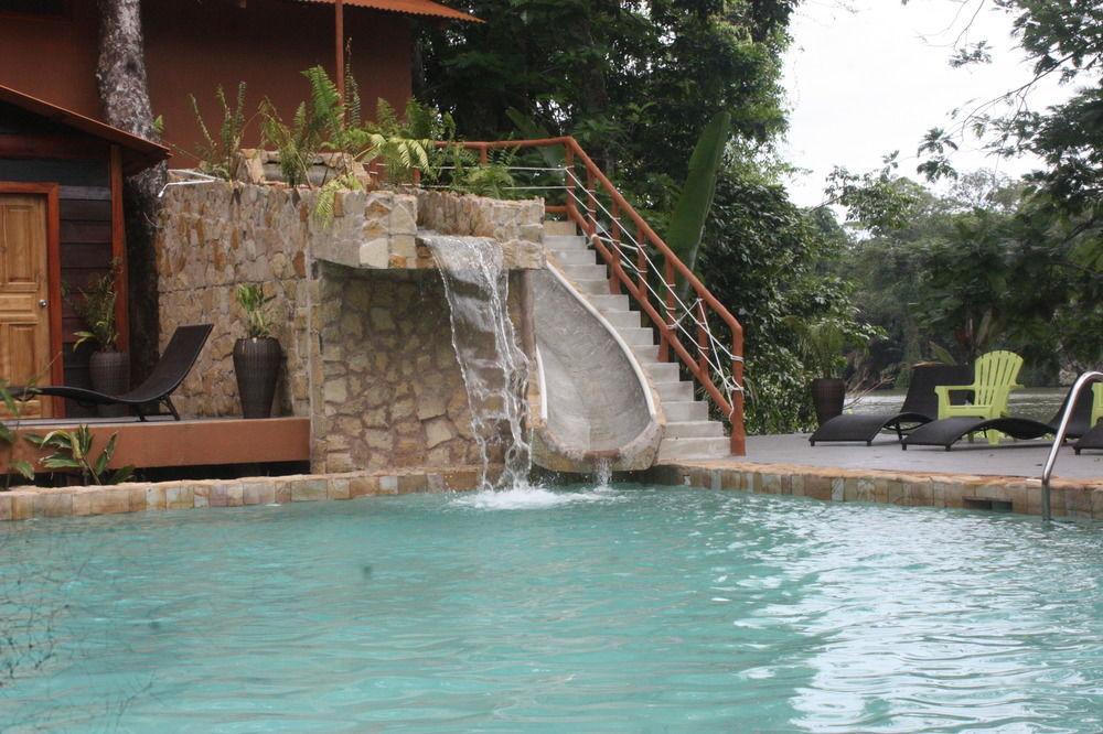 Rana Roja Tortuguero