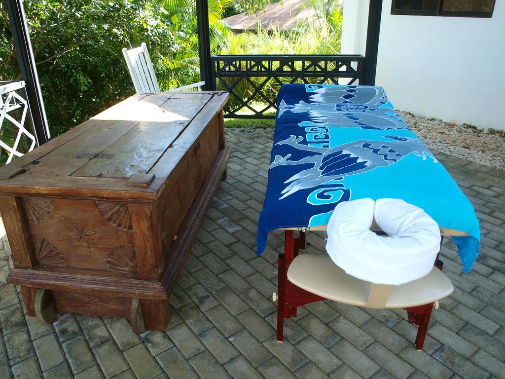 Margouillat Tambor (Puntarenas)
