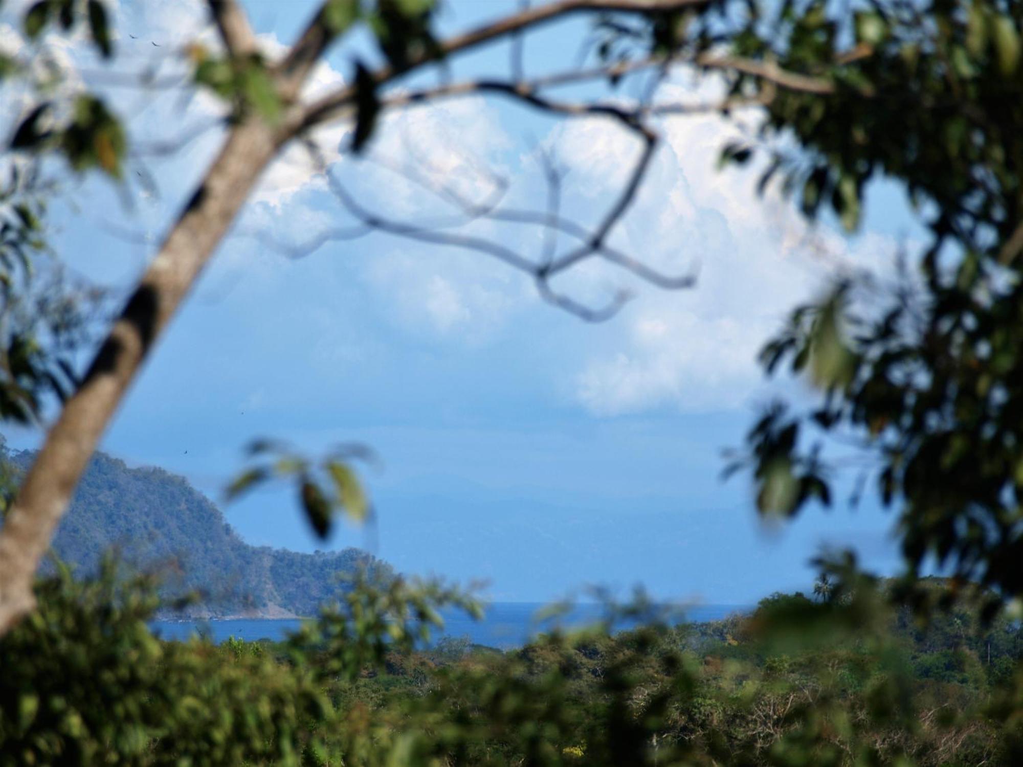 Margouillat Tambor (Puntarenas)