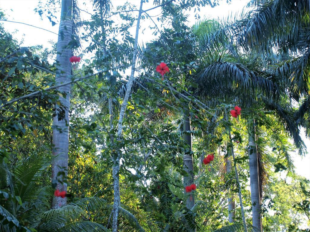 Margouillat Bed & Breakfast Tambor (Puntarenas)