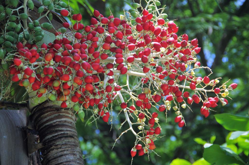Macondo Tamarindo