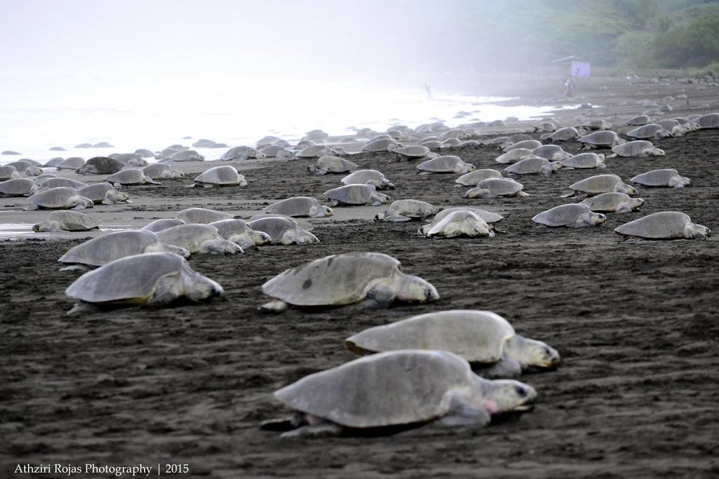 Cabinas Surf Arribadas Hostel Ostional Wildlife Refuge