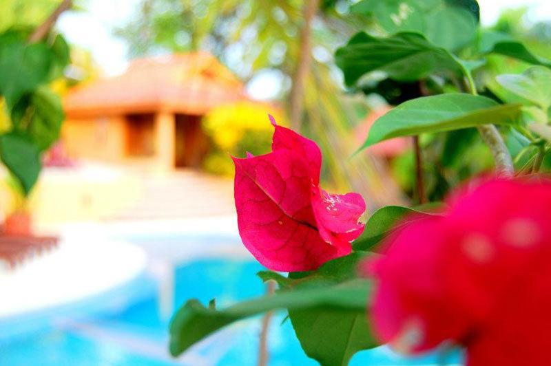 Hotel Ritmo Tropical Playa Santa Teresa (Puntarenas)