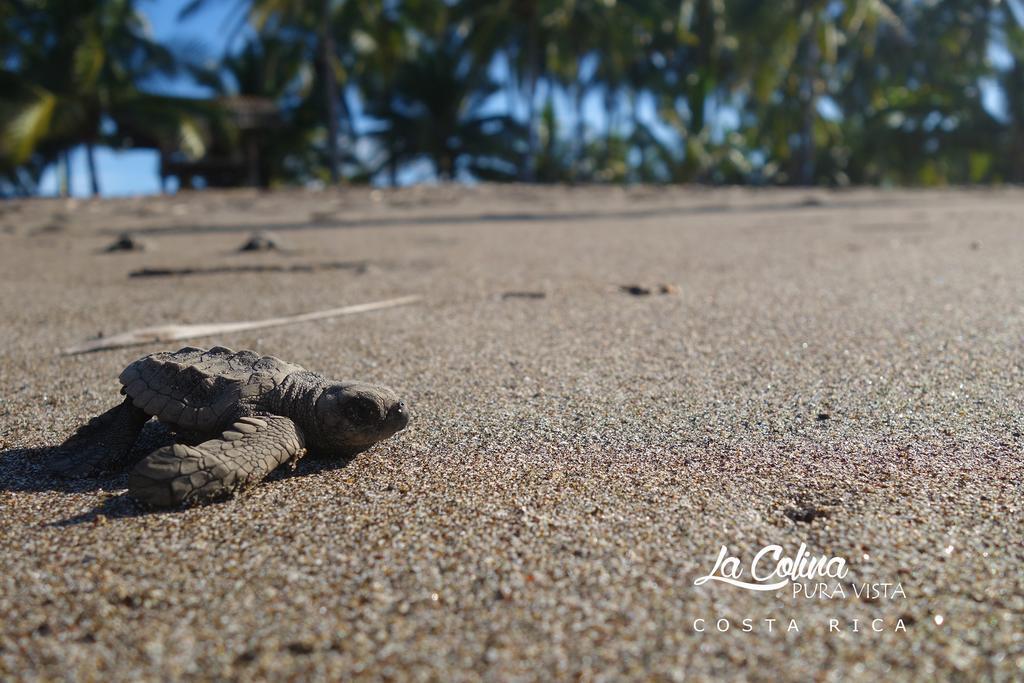 La Colina Pura Vista Playa Bejuco (Guanacaste)