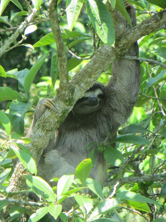 Guayabo Santa Cruz (Cartago)