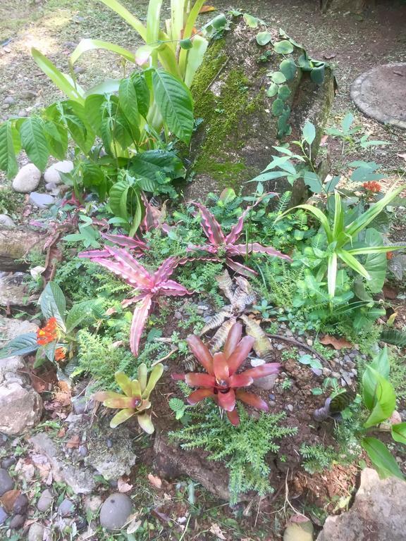 Homestay Jungle With Ac & Fiber Optic *