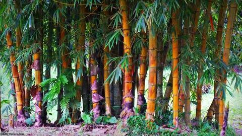 Colores Del Arenal Hotel