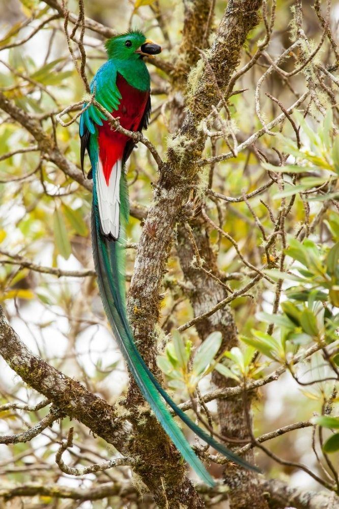 Lodge Paraiso Quetzal Tres de Junio