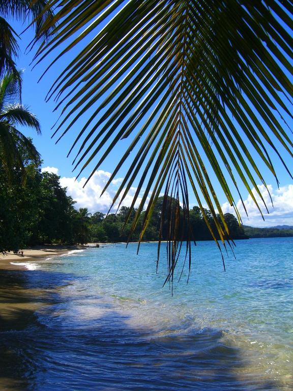 Physis Caribbean
