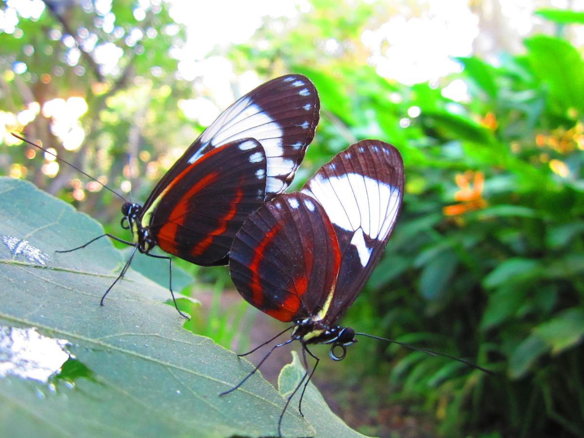 Bed & Breakfast El Mariposario Gardens Montezuma