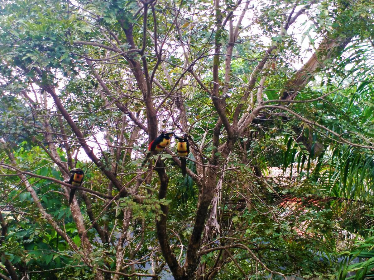 El Mariposario Gardens Montezuma